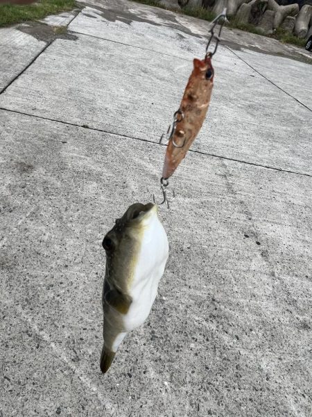 エギング　日本海は2