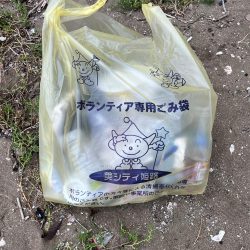 地元のイカを釣りたくて