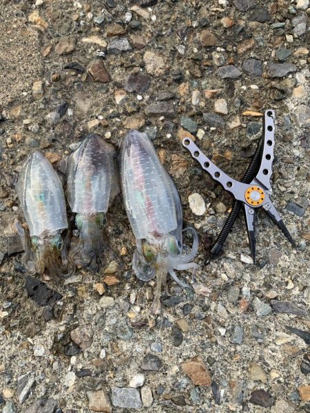 エギングとヤエン