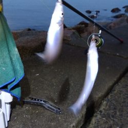 苅屋海岸のキス釣り