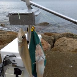 苅屋海岸のキス釣り