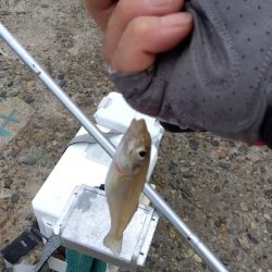 髙砂港のキス釣り