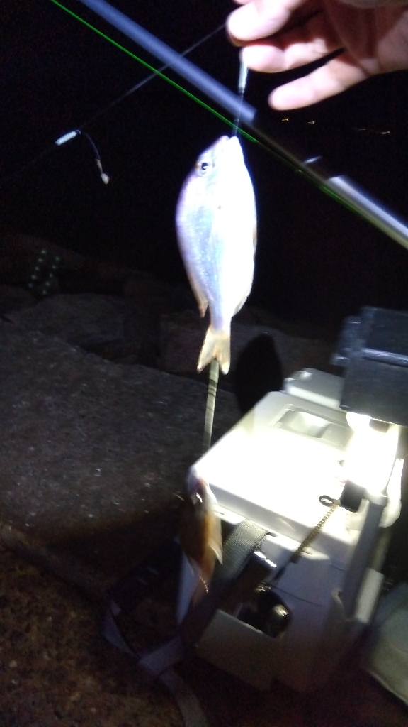 苅屋海岸のキス釣り
