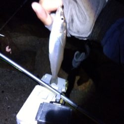 苅屋海岸のキス釣り