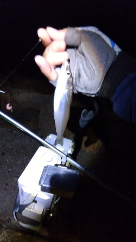 苅屋海岸のキス釣り