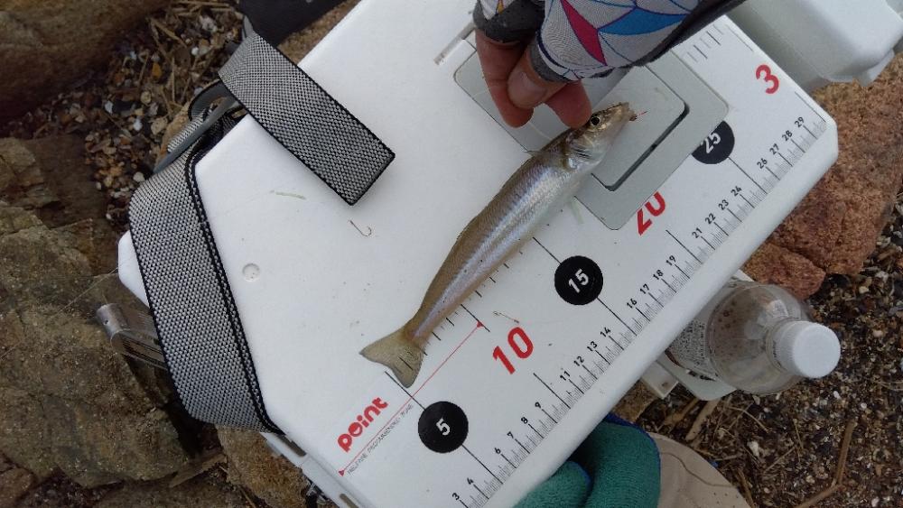 大塩海岸のキス釣り