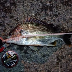 2023/09/01 南港ヘチ釣り釣行