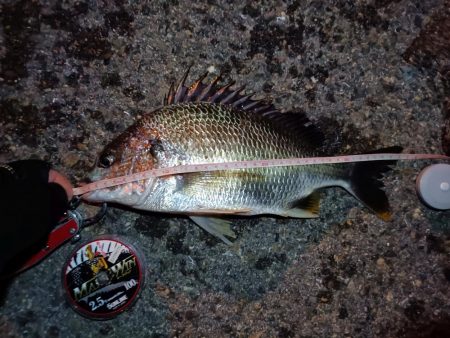 2023/09/01 南港ヘチ釣り釣行