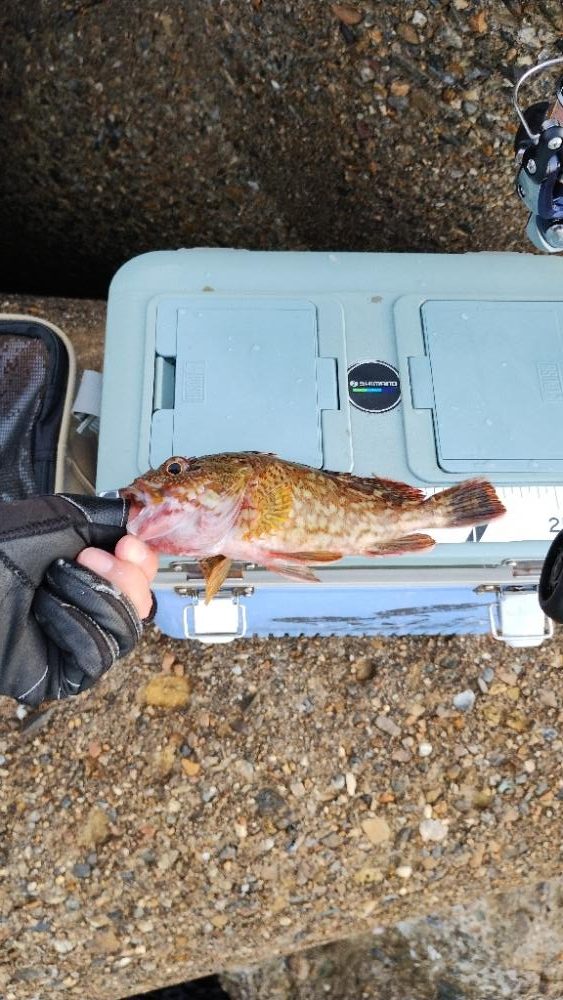 釣る毎にサイズアップ