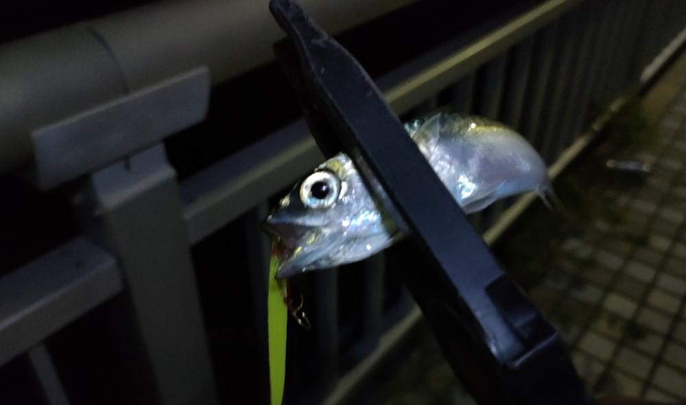 タチウオ狙いの淡路島釣行ろ