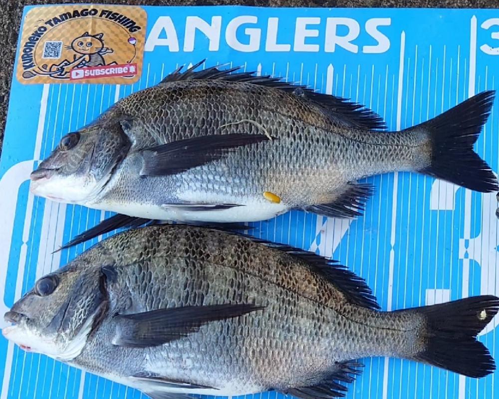 紀州釣り第6戦🙋