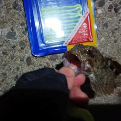 2023/09/04 南港ライトゲーム釣行 （ガシラ狙い）