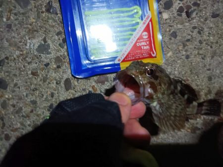 2023/09/04 南港ライトゲーム釣行 （ガシラ狙い）