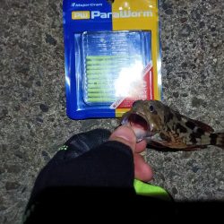 2023/09/06 南港ライトゲーム釣行 （ガシラ狙い）