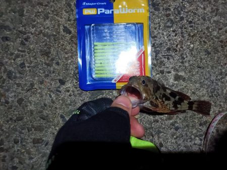 2023/09/06 南港ライトゲーム釣行 （ガシラ狙い）