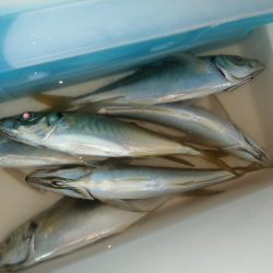 潮の通りでした