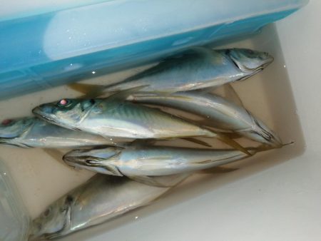 潮の通りでした