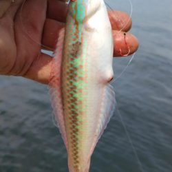 活性悪い播磨新島のキス