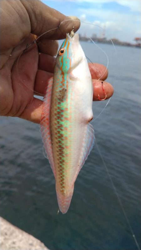 活性悪い播磨新島のキス