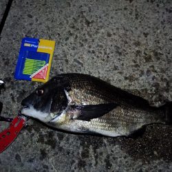 2023/09/09 南港ライトゲーム釣行 （ガシラ狙い）