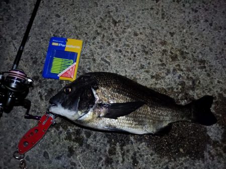 2023/09/09 南港ライトゲーム釣行 （ガシラ狙い）