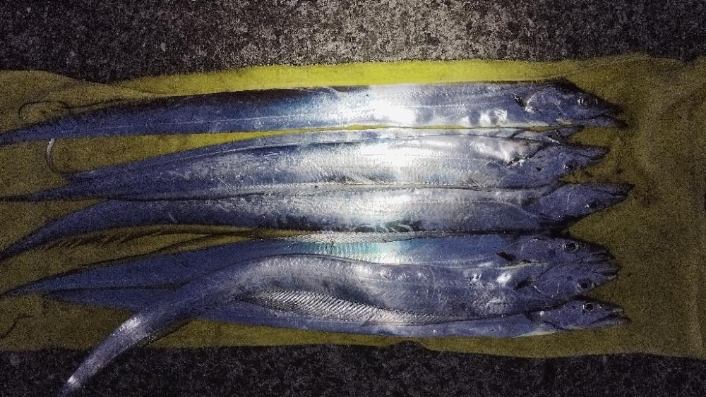 ベイトは釣りエサ?!