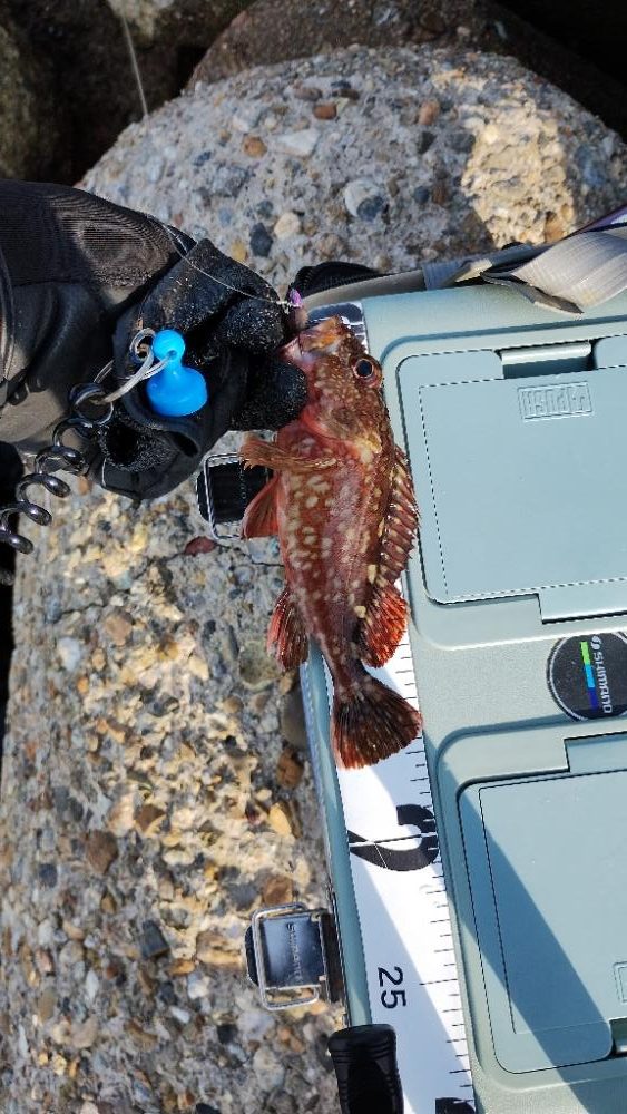 ショアジギング不発