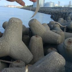 食い込みが悪くなった近場のキス