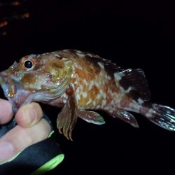 2023/09/12 南港ライトゲーム釣行 （ガシラ狙い）