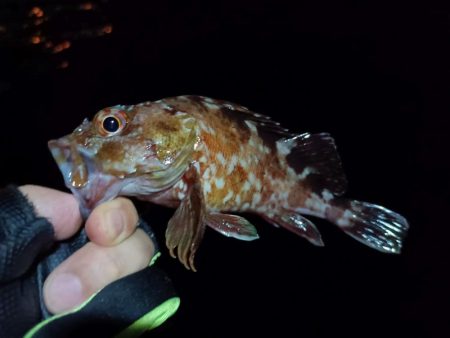 2023/09/12 南港ライトゲーム釣行 （ガシラ狙い）