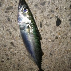 五目釣りになってしまい