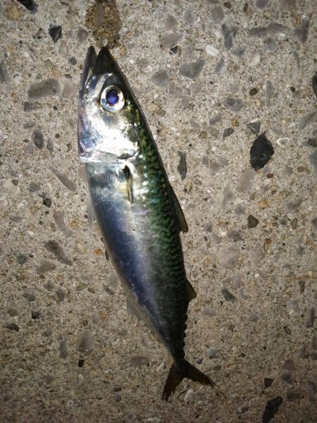 五目釣りになってしまい