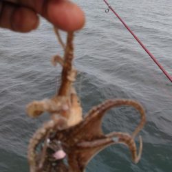 播磨新島のキス調査