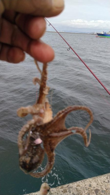 播磨新島のキス調査