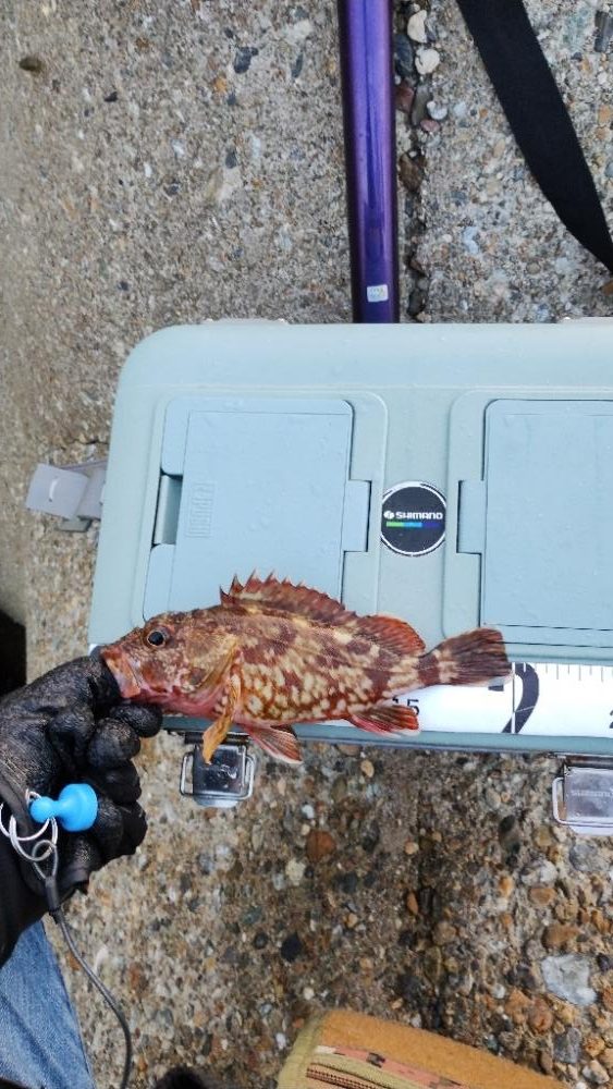 安定のガシリング