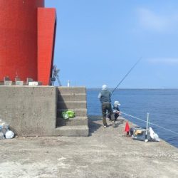 播磨新島のキス釣査