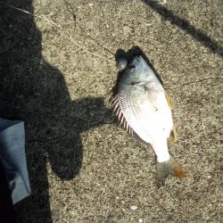 久しぶりの釣り