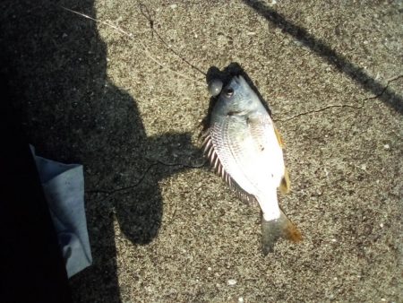 久しぶりの釣り