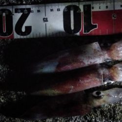 ケンサキエギング