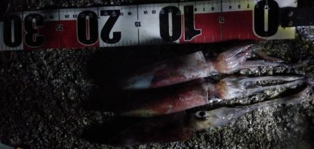 ケンサキエギング