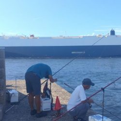 播磨新島のキス釣査