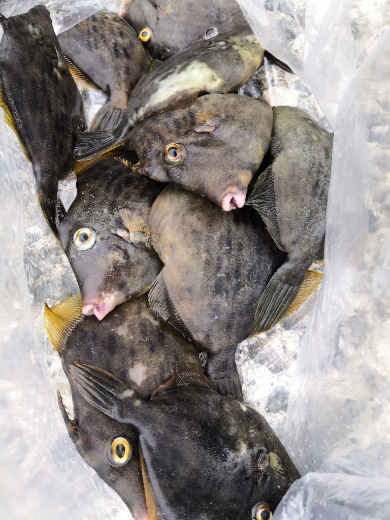 久し振りに12匹