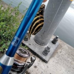 閖上港　青イソメ　ちょい投げ　ハゼ　コチ　熱帯魚？
