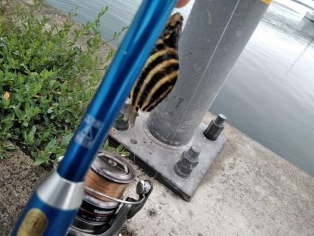 閖上港　青イソメ　ちょい投げ　ハゼ　コチ　熱帯魚？