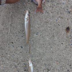 強烈なエサ取りでした