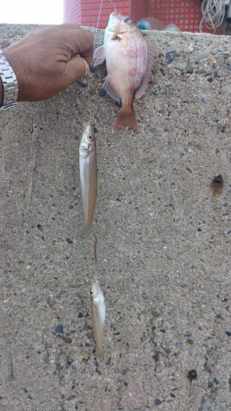 強烈なエサ取りでした