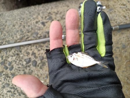 2023/09/23 大阪河川ライトゲーム釣行