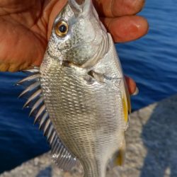 潮が動けどキスは釣れず