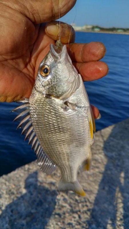 潮が動けどキスは釣れず