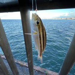 アジしか勝たん